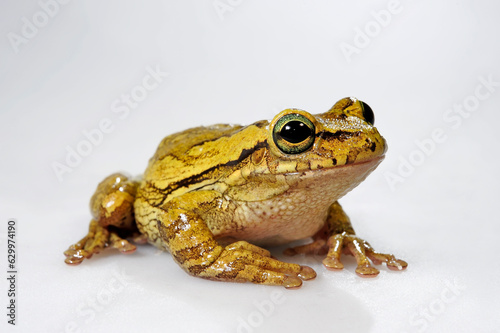 Cuban tree frog // Kuba-Laubfrosch (Osteopilus septentrionalis)