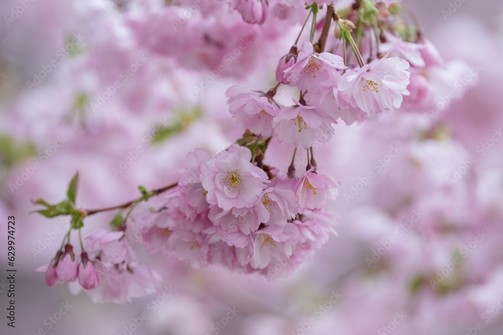 Obraz premium Blossoming cherry tree with pink flowers