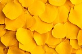 Natural Autumn Background with Solid Cover of Fallen Yellow Aspen Leaves - Dry and Continuous Surface. Generative AI