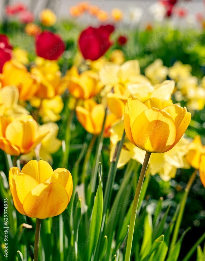 Obraz premium Beautiful outdoor scene a vast array of yellow tulips in full bloom