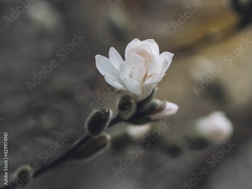 Selective focus shot of a flowering tree branch
