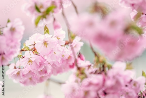 Blossoming cherry tree with pink flowers
