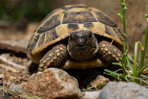 Closeup of a turtle on rocks