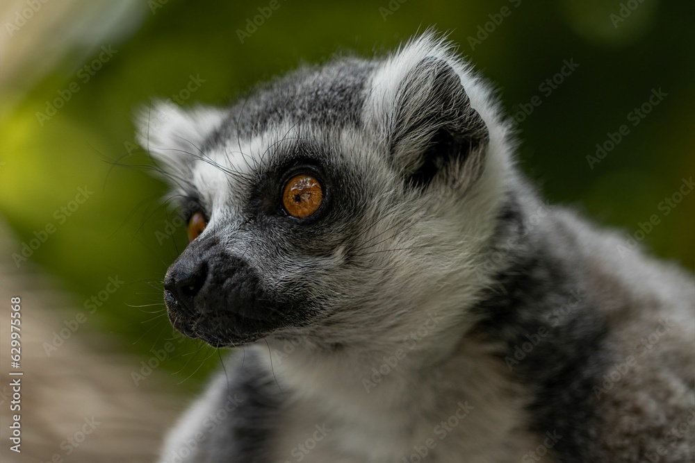 Obraz premium Lemur close up looking left