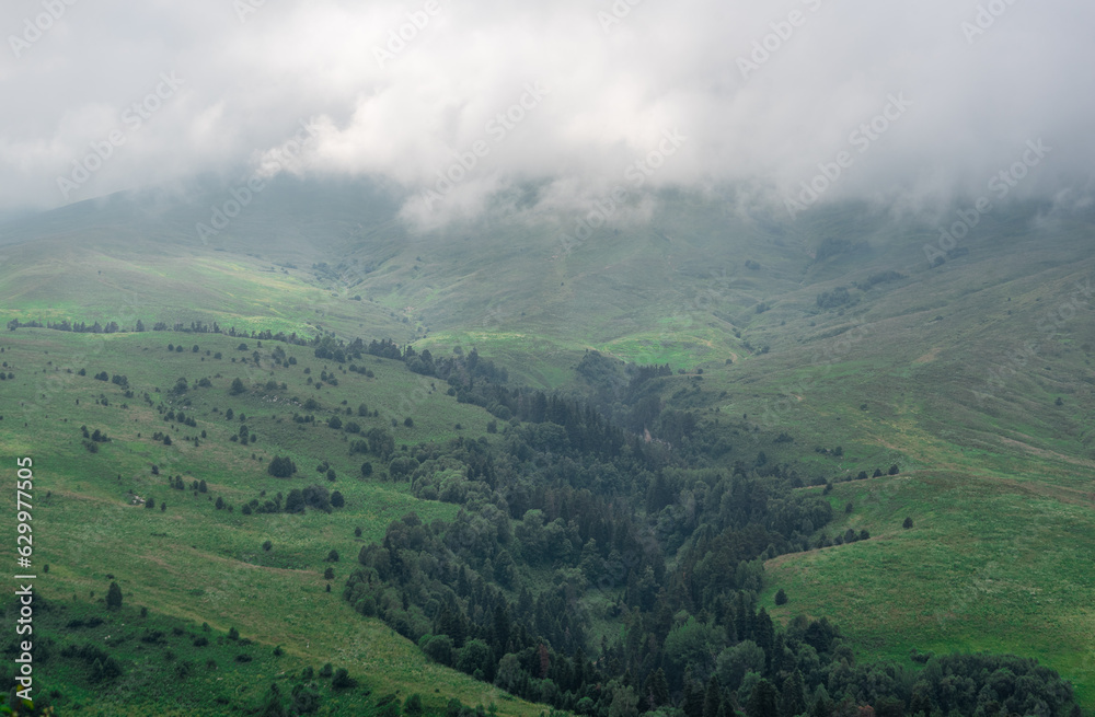 alpine meadows with green trees in the mist