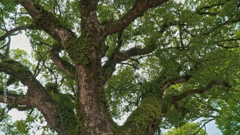 A giant camphor tree growing at Dazaifu Tenmangu Shrine A giant camphor tree growing at Dazaifu Tenmangu Shrine