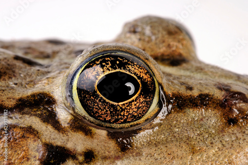 Frog's Eye and Tympanic membrane of the Marsh frog // Froschauge und Trommelfell des Seefroschs (Pelophylax ridibundus)