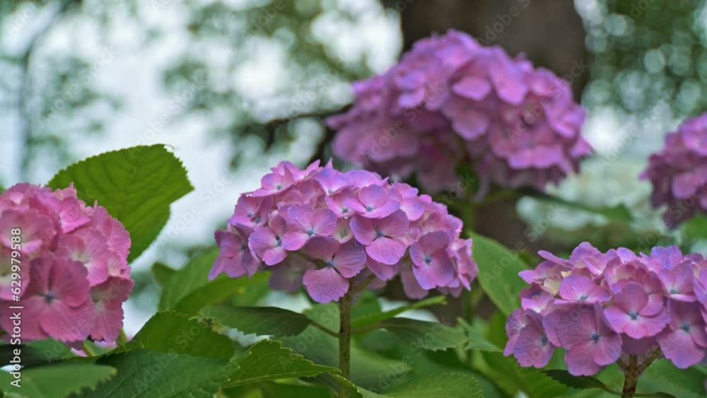 Pink and purple hydrangeas blooming at Dazaifu Tenmangu Shrine Pink and purple hydrangeas blooming at Dazaifu Tenmangu Shrine