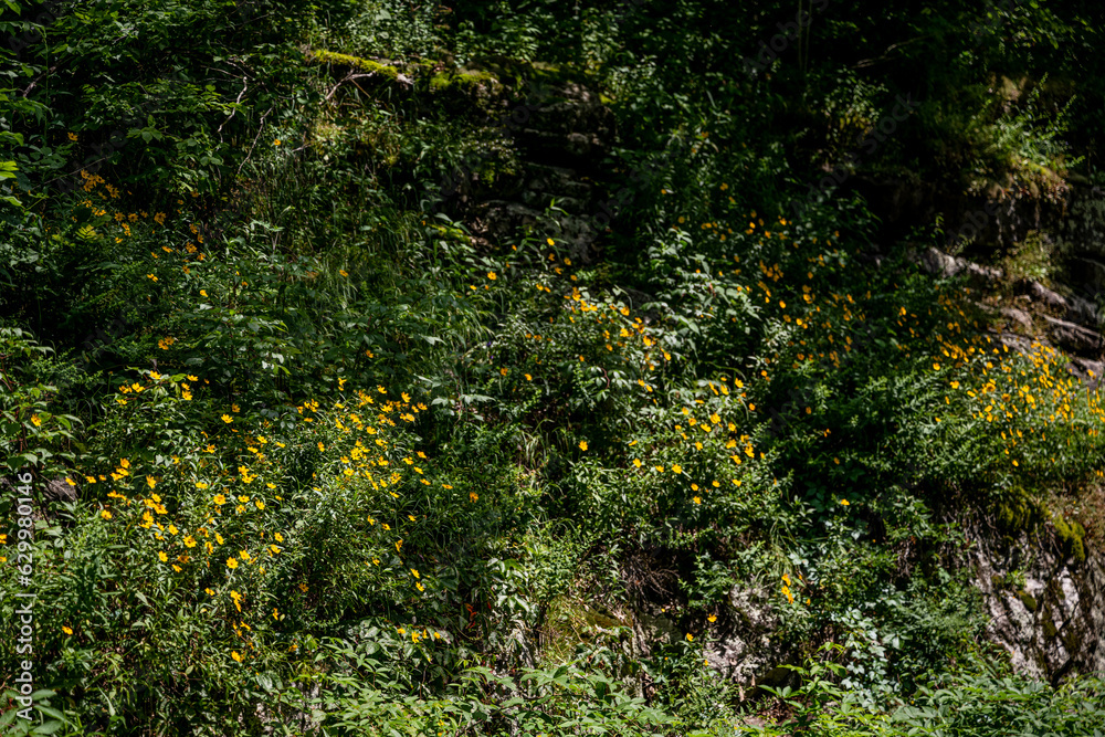 Fototapeta premium blue ridge parkway