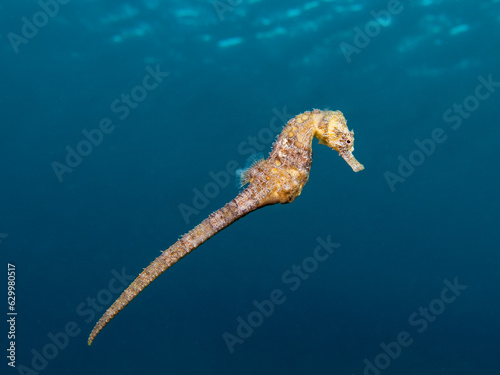 Golden seahorse from the Mediterranean Sea