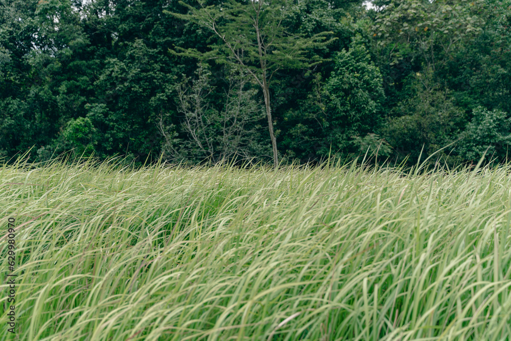 green grass in the field green grass in the field