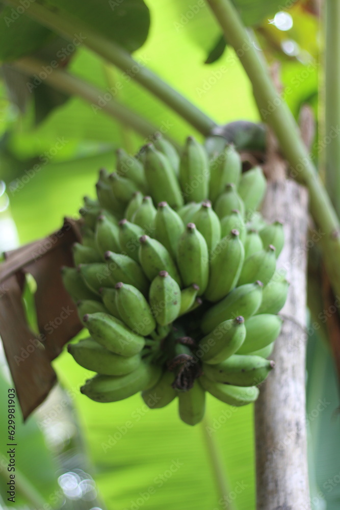 Obraz premium bananas on tree