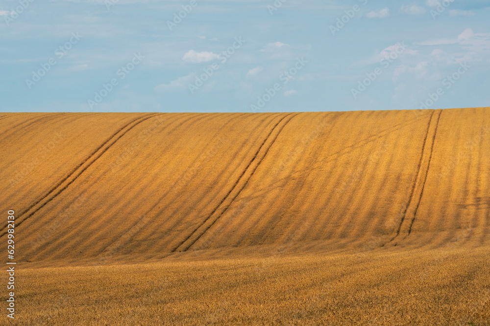 Summer wheat field in Moldova