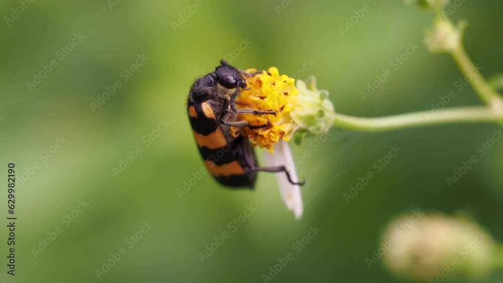 Beautiful close up shot of wild nature, a bee or a bumblebee slowly collects nectar on chamomile. A colorful insect with horns and a yellow-black belly working on a flower in the forest or garden 4K