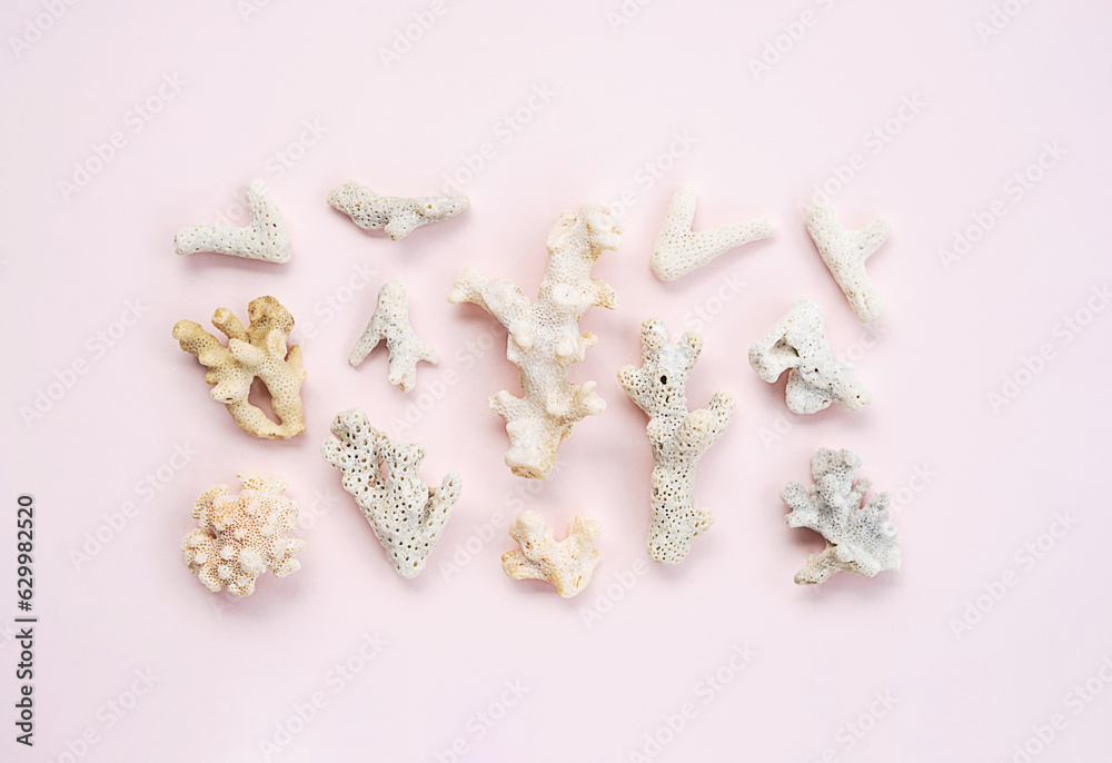 Fossil coral arrangement. Marine collection. Fossil coral arrangement. Marine collection.