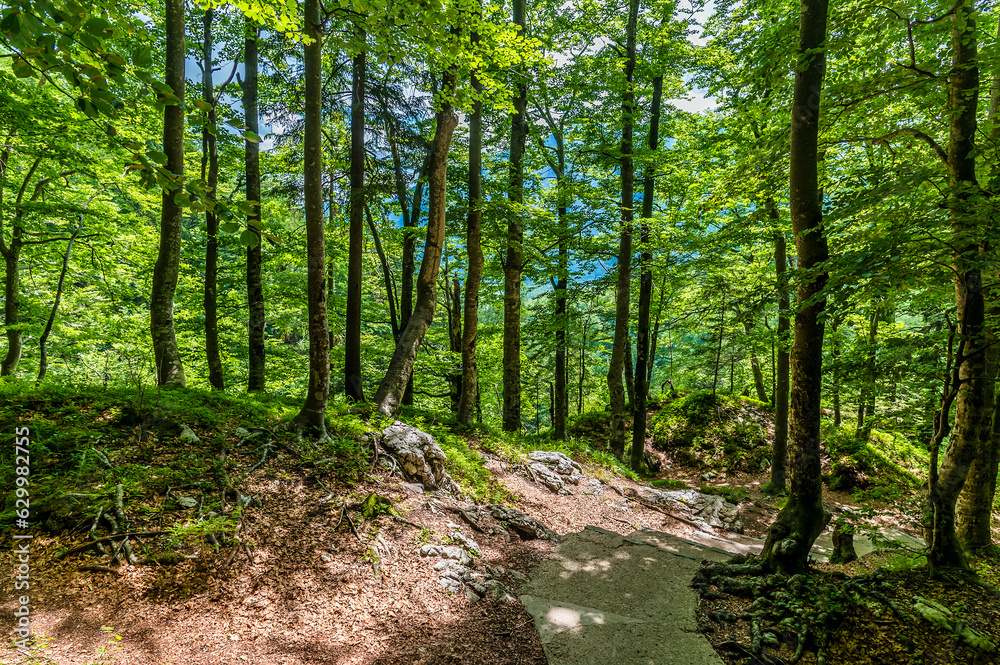 A view down the wooded path leading down from the Savica waterfall above lake Bohinj, Slovenia in summertime A view down the wooded path leading down from the Savica waterfall above lake Bohinj, Slovenia in summertime