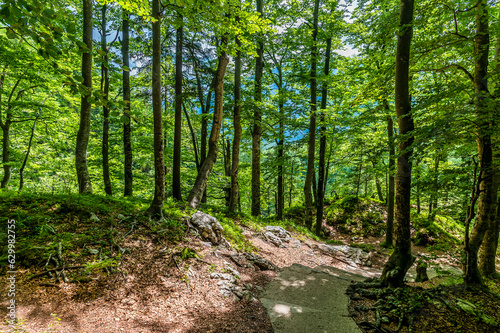 A view down the wooded path leading down from the Savica waterfall above lake Bohinj, Slovenia in summertime