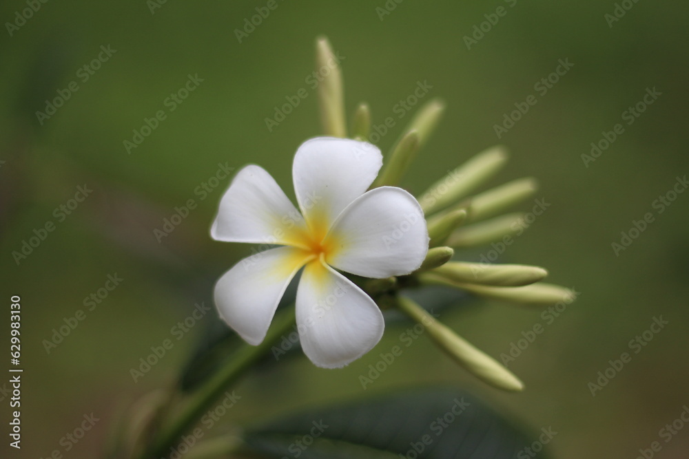 Obraz premium white flower in the garden