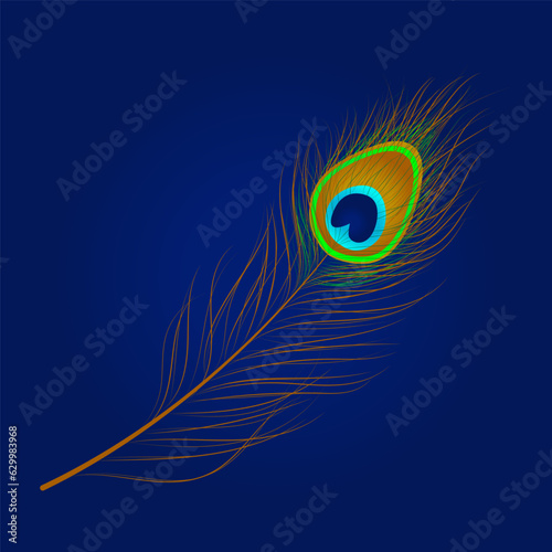 peacock feathers vector illustration design