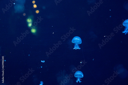 Fototapeta Naklejka Na Ścianę i Meble -  A group of jellyfish swimming in the aquarium are illuminated blue in the dark