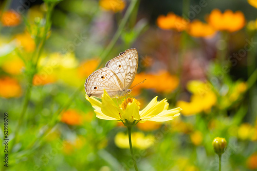 Butterfly with orange sulfur cosmos or yellow cosmos flower. © Bowonpat
