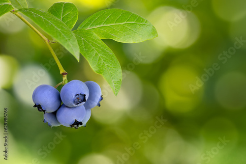 blueberries growing on the bush with green blurred garden as background