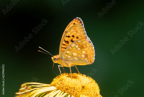 A close-up with the profile of a Speyeria aglaja butterfly on a yellow flower photo