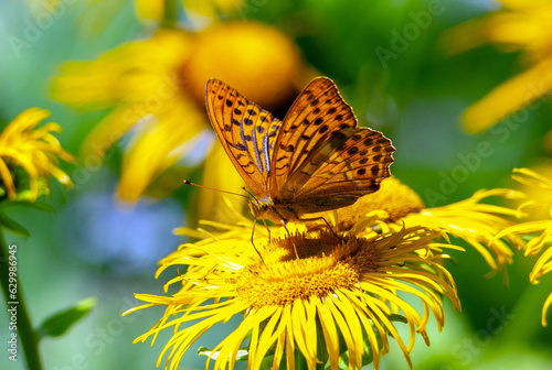 A close-up with the profile of a Speyeria aglaja butterfly on a yellow flower photo