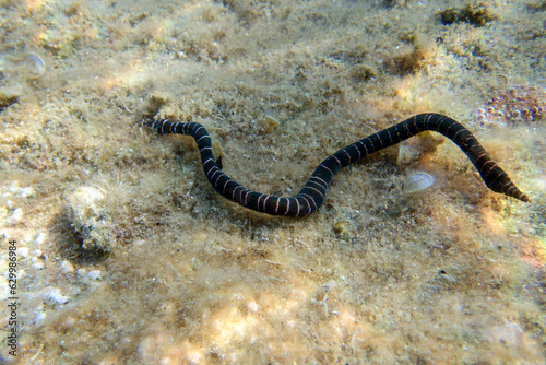 Very rare imge of banded bootlace sea worm - (Notospermus geniculatus), Underwater image into the Mediterranean sea
