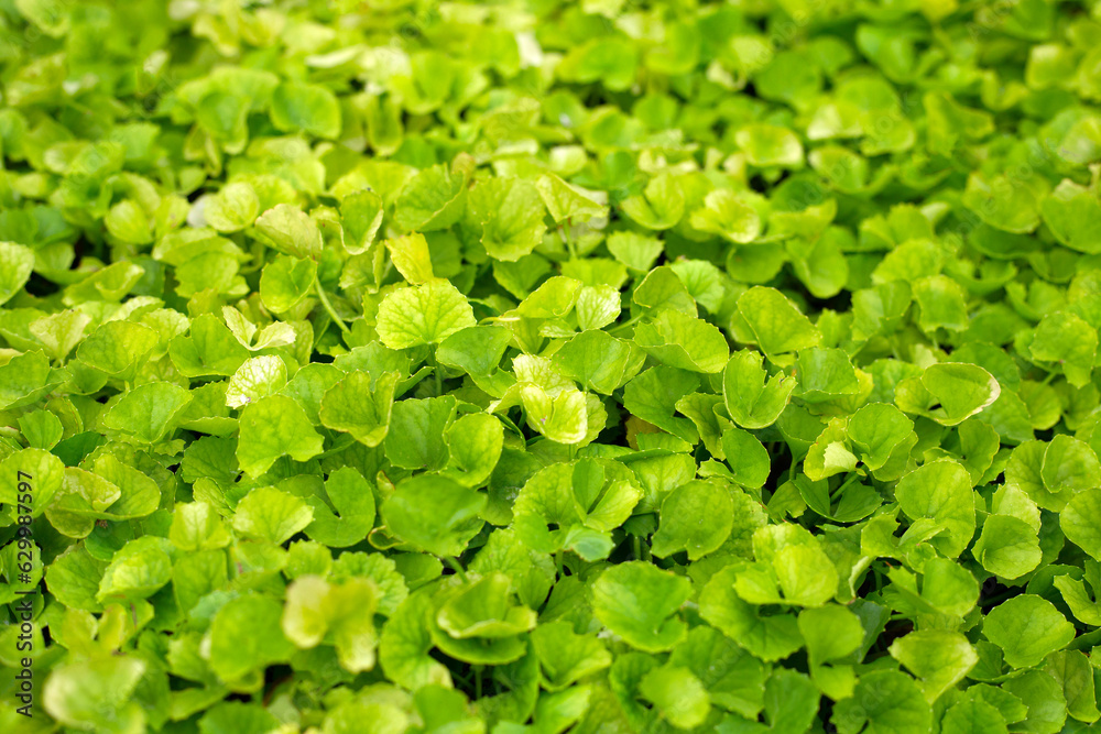 Fototapeta premium Gotu Kola herb plant in the garden