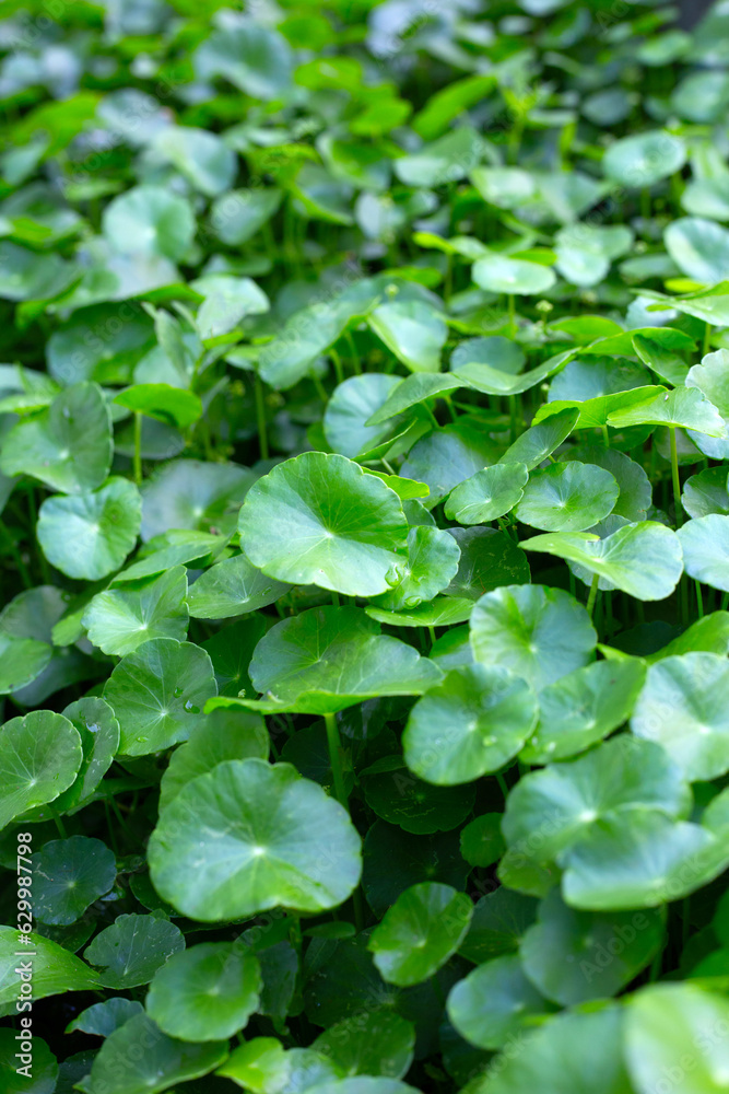 Centella asiatica (gotu kola). Fresh green leaves herb background. Centella asiatica (gotu kola). Fresh green leaves herb background.