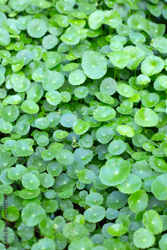 Centella asiatica  gotu kola . Fresh green leaves herb background.