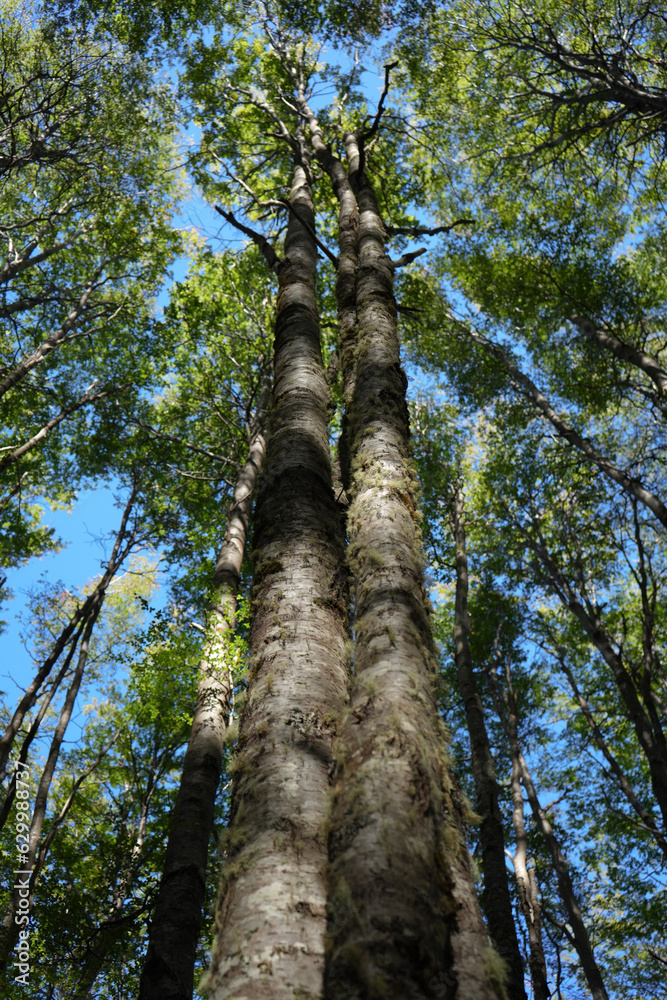 Obraz premium Forrest sky
