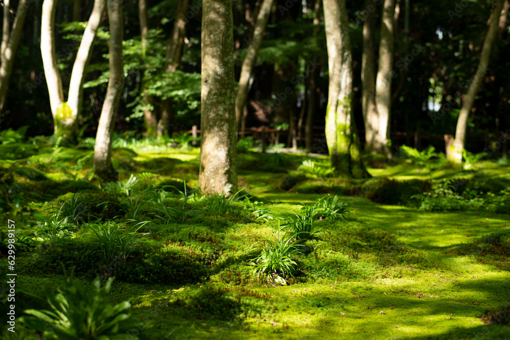 Beautiful natural gradient in green