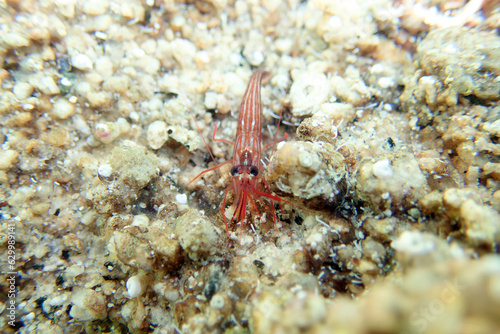 Peppermint shrimp  underwater image into the Mediterranean sea