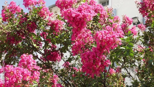 belle arbuste à fleurs roses dans une ville méditerranéenne  photo