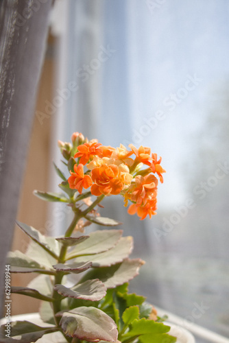 Beautiful orange flower on my windowsill