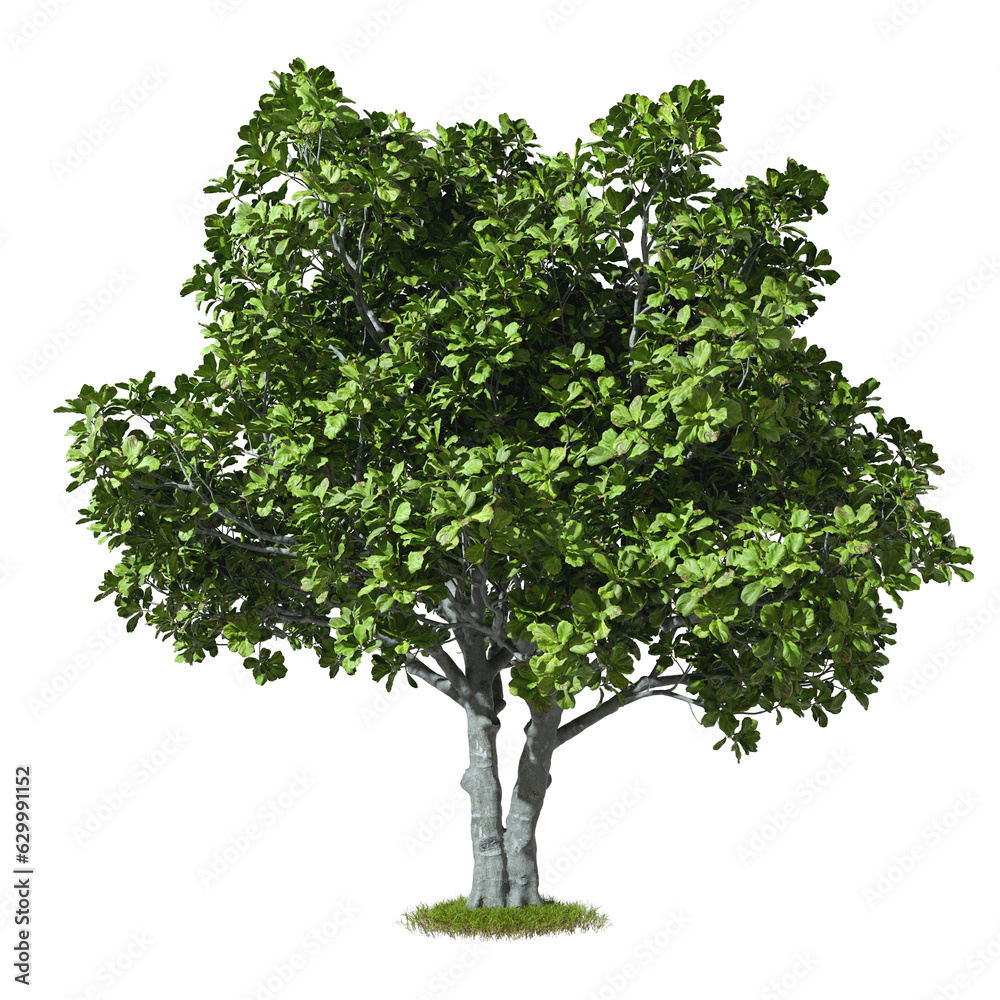 Isolated green tree cutout backgrounds 3d rendering png