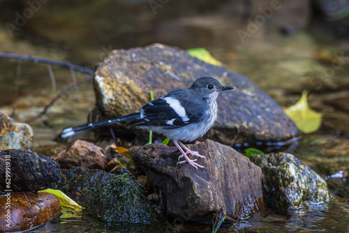 The Slaty-backed Forkail is hunting for prey in the stream. photo