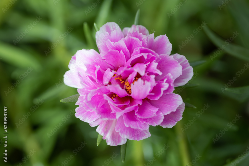 Pink Moss-rose in the garden with blur background. Pink Moss-rose in the garden with blur background.