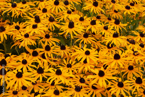 Display of vibrant, yellow Rudbeckia - also known as black-eyed Susans - in summertime
 photo