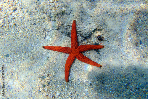 Echinaster sepositus - Red sea star  underwater image into the Mediterranean sea