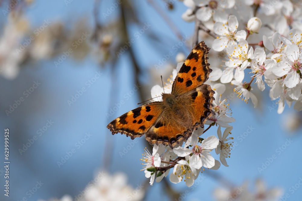 Obraz premium Großer Fuchs (nymphalis polychloros) auf Wildkirschblüten vor blauem Hintergrund