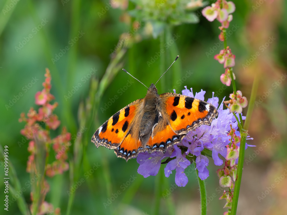Obraz premium Kleiner Fuchs, Aglais urticae, auf lila Skabiosenblüte
