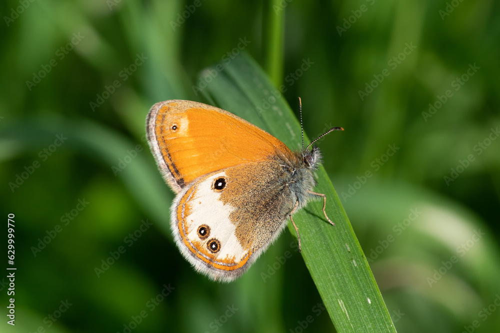 Obraz premium Perlgrasfalter (Coenonympha arcania)