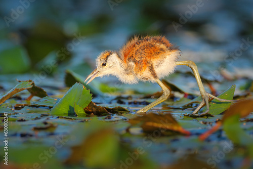African jacana chick walking on lily pads and hunting insects for breakfast