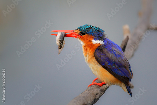 Foto Malachite kingfisher with a fish in its beak while perched on a thin branch