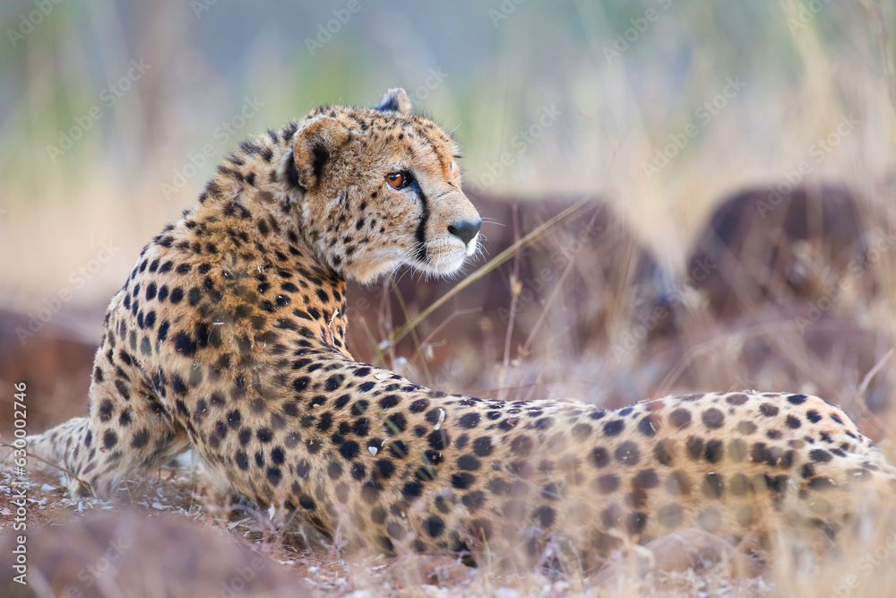Cheetah looking around for food as it lies on the ground in the late afternoon Cheetah looking around for food as it lies on the ground in the late afternoon