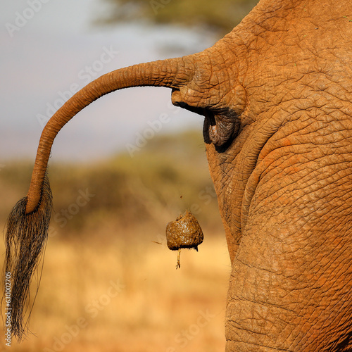 Large African elephant lifting its tail and dropping waste