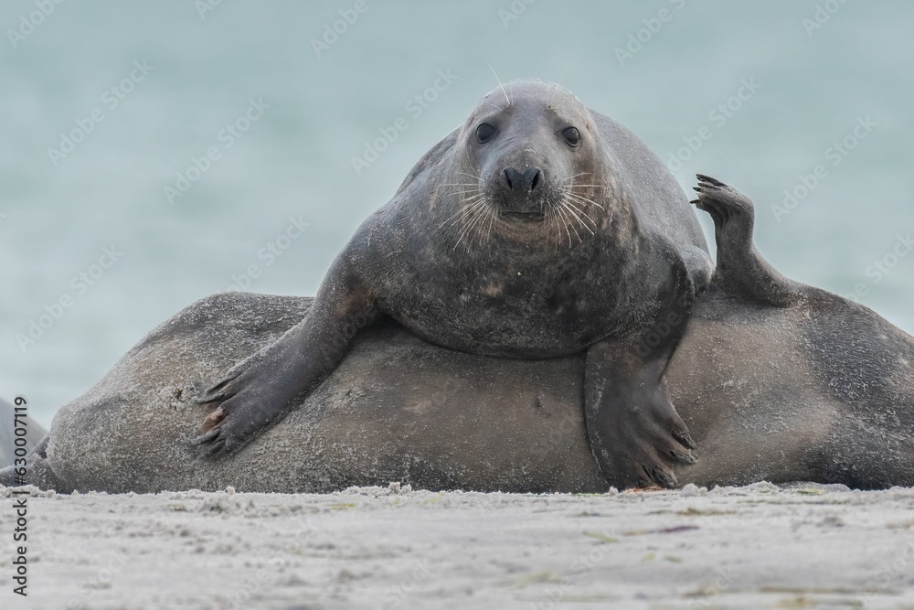 Naklejka premium Closeup of cute chunky seals on the shore of the ocean with a blurry background